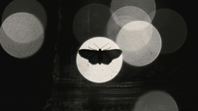 Image of a butterfly within circular shadowed light.