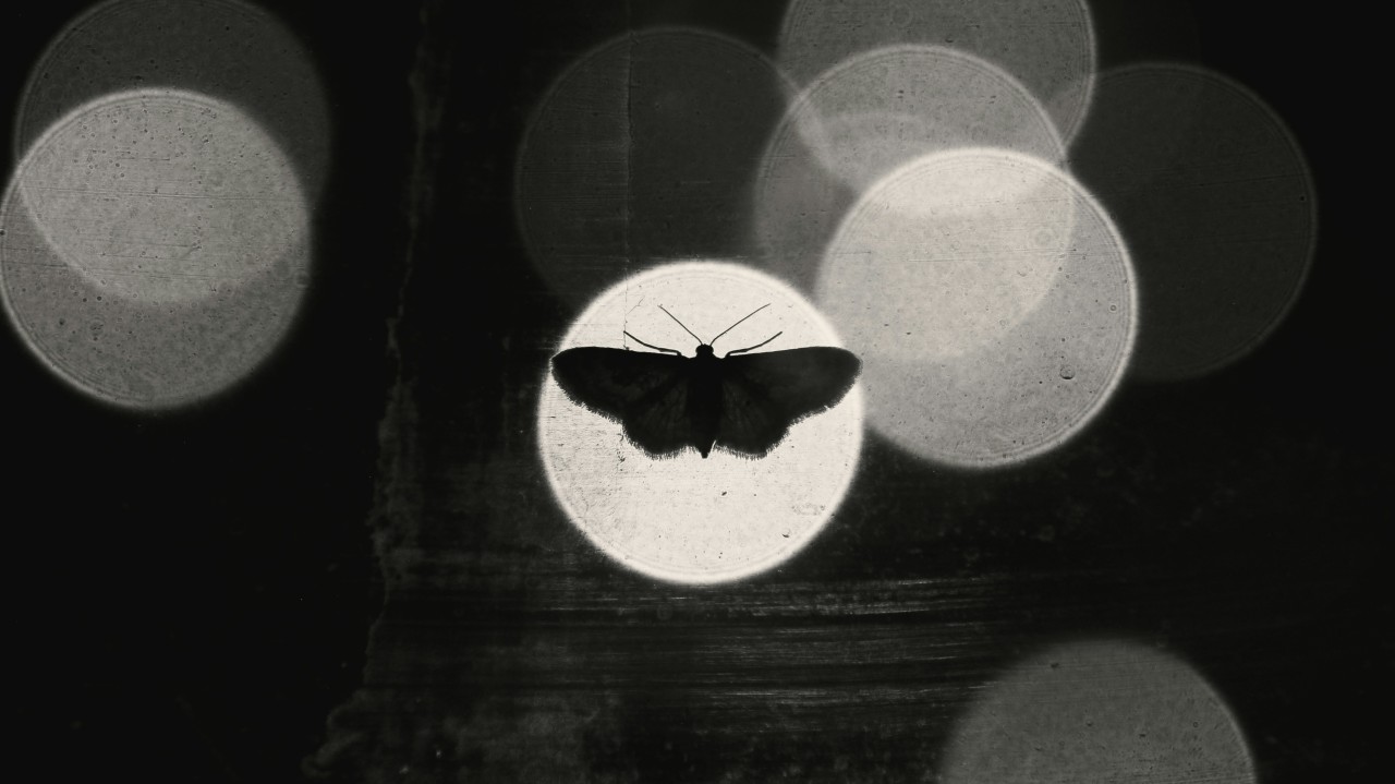Image of a butterfly within circular shadowed light.